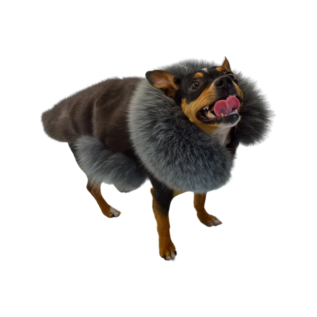 A dog wearing a coat made of mink