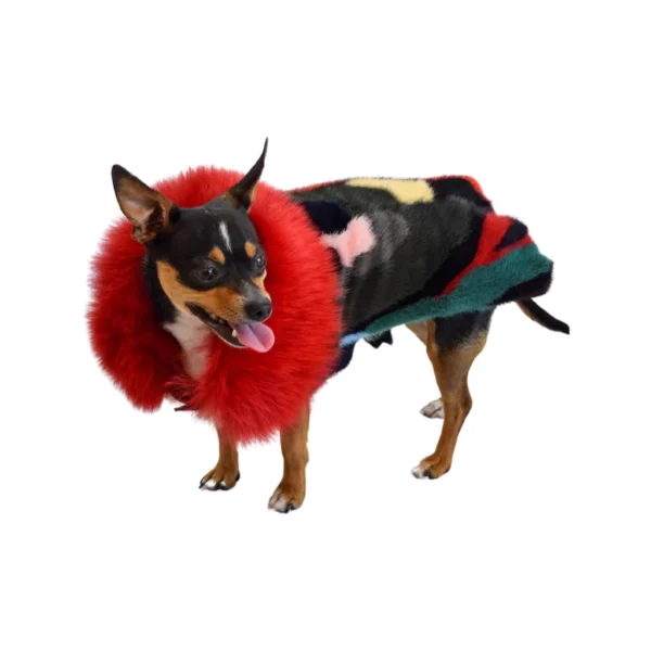 A small dog wearing a colorful coat with bright red fox trim