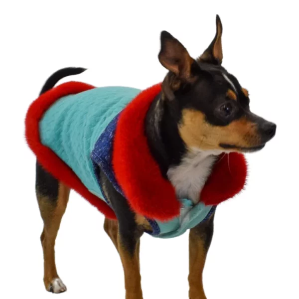 A little dog wearing a blue and red coat