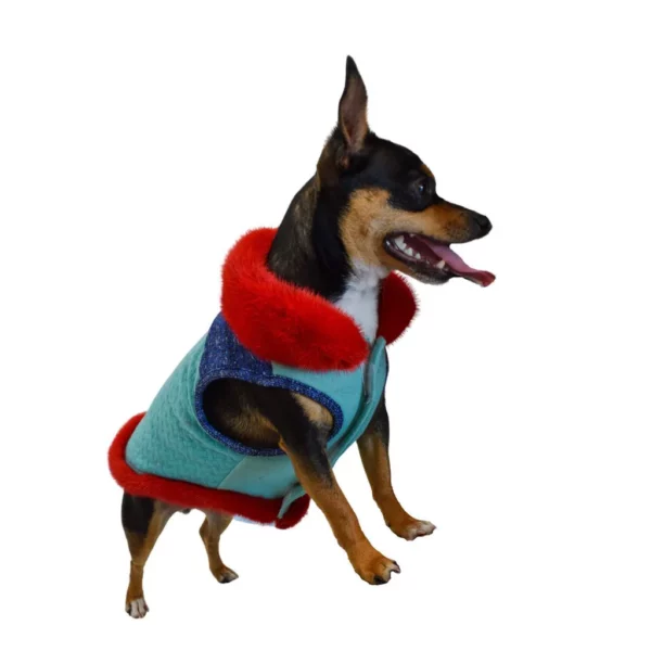 Dog wearing a blue and red coat
