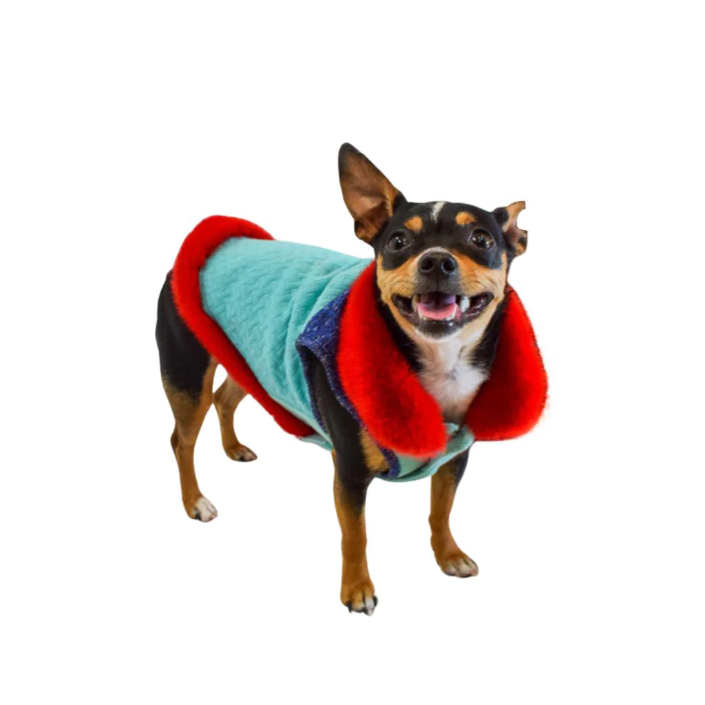 Small dog with a notch in its ear wears a blue and red coat