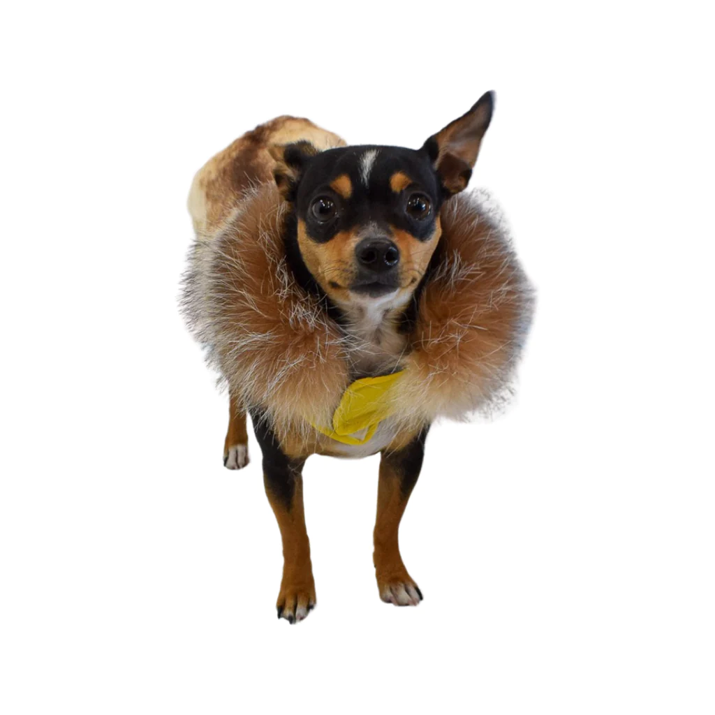 Dog wearing a fur coat