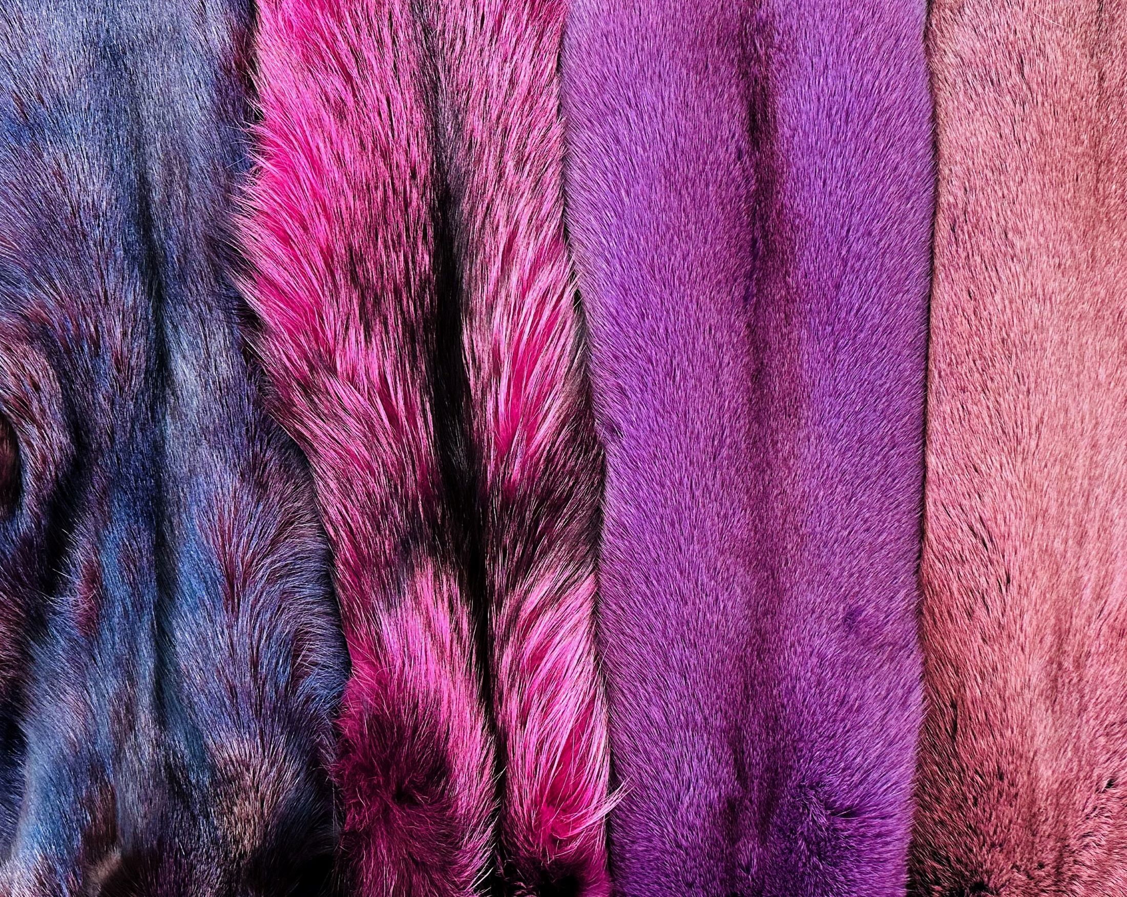 Fox furs dyed many shades of purple